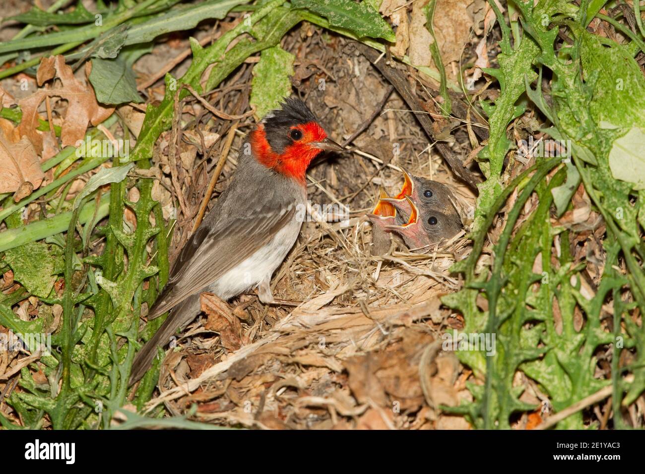 Warbler a faccia rossa, cardellina rubrifrons, nestlings di alimentazione. Foto Stock