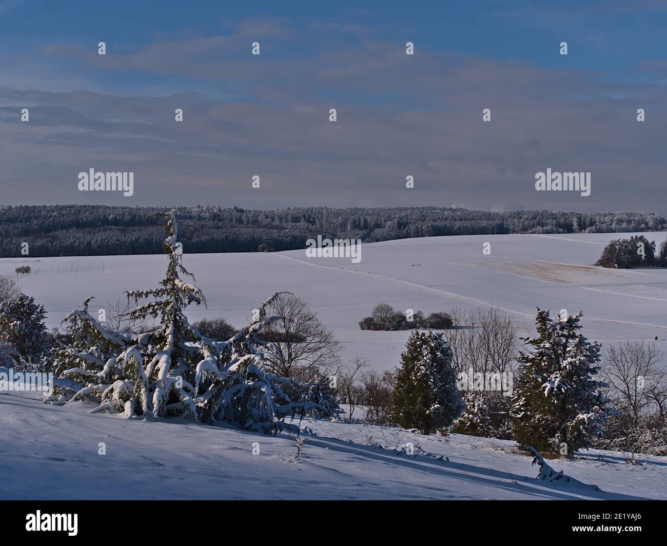 Albero di conifere innevato con strana forma sulla collina di Körnbühl vicino a Burladingen, Alb Swabian Germania con splendida vista su prati bianchi. Foto Stock