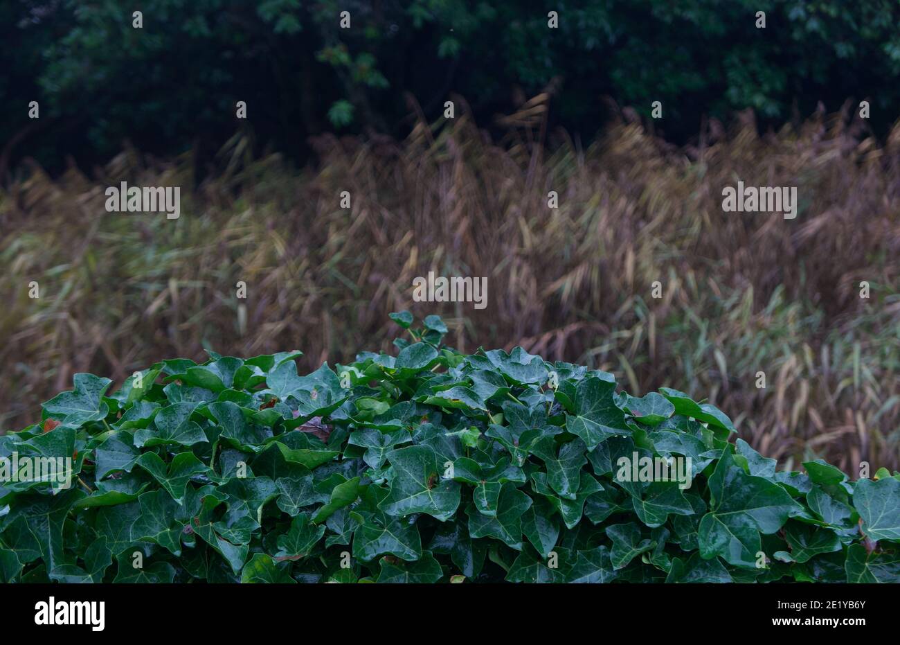 Sfondo invernale con edera sempreverde in primo piano e erba marrone dietro Foto Stock