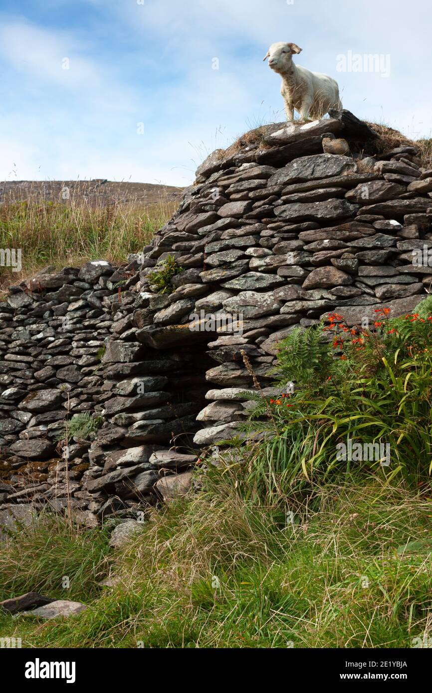 Baehive capanne sulla penisola di Dingle sulla Wild Atlantic Way a Kerry in Irlanda. Foto Stock