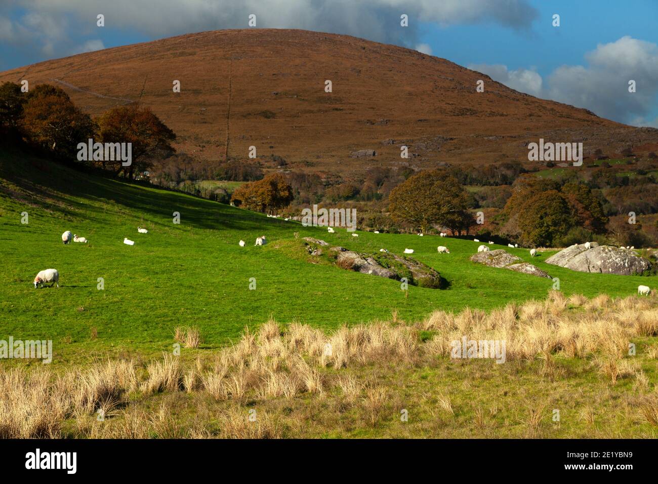 Pecore e terreni agricoli in un bellissimo paesaggio in montagna a Bonane in Paese Kerry in Irlanda. Foto Stock