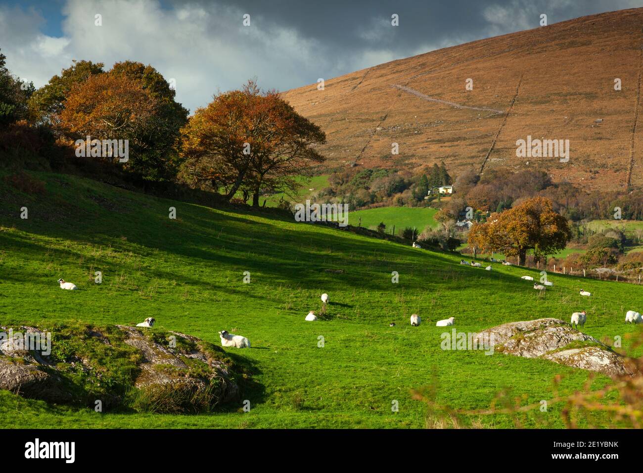 Pecore e terreni agricoli in un bellissimo paesaggio in montagna a Bonane in Paese Kerry in Irlanda. Foto Stock