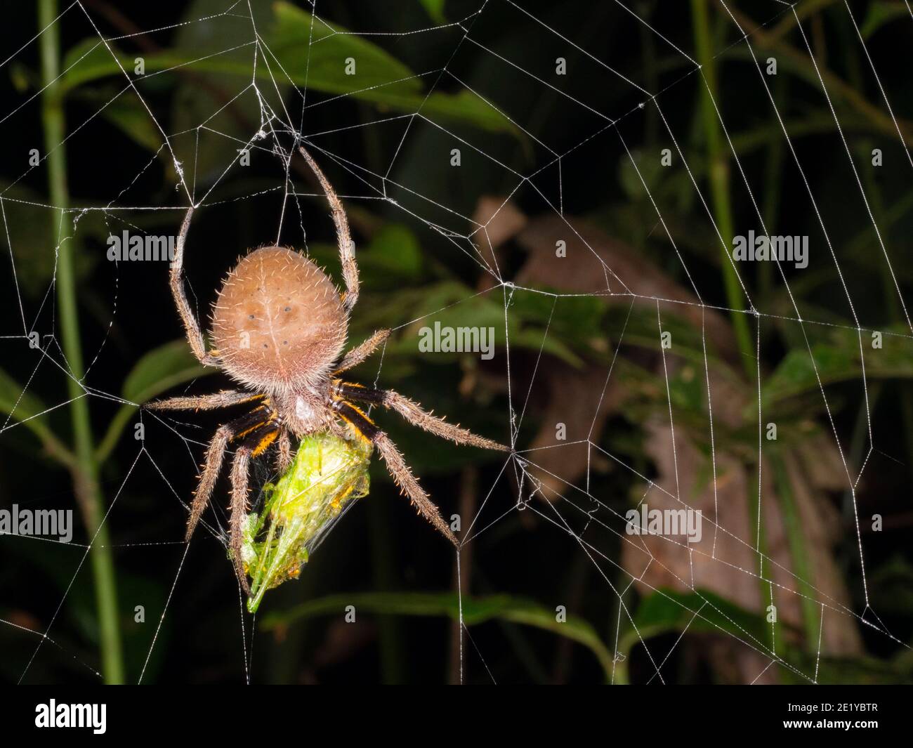 Amazzonia orb-web ragno Eriophora sp. Mangiare un oggetto preda di notte, Ecuador Foto Stock