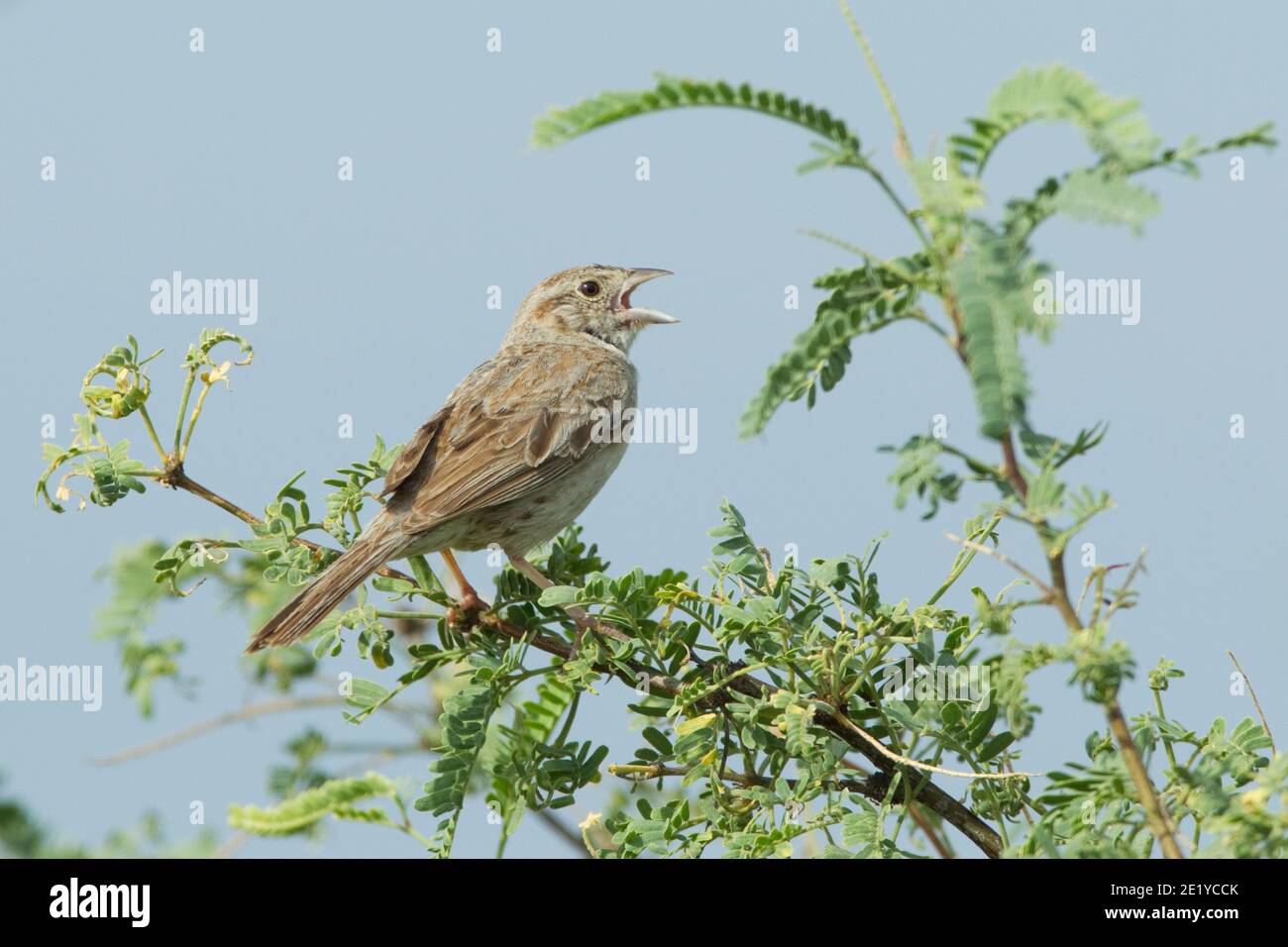 Il canto del passero di Cassin, Peucaea cassinii, arroccato nell'albero mesquite. Foto Stock