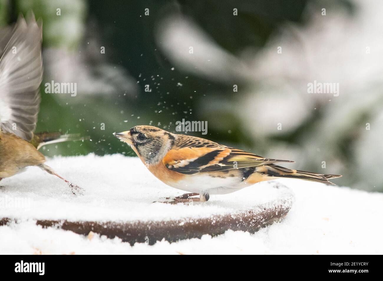 Brambling - Fringilla montifringilla - difendendo in modo aggressivo un tavolo di uccelli coperto di neve dai fraffini - Scozia, Regno Unito Foto Stock