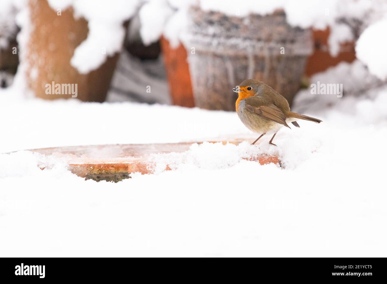 Robin - Erithacus rubecula - bere da bagno di uccelli sghiacciati in giardino nella neve - Scozia, UK Foto Stock