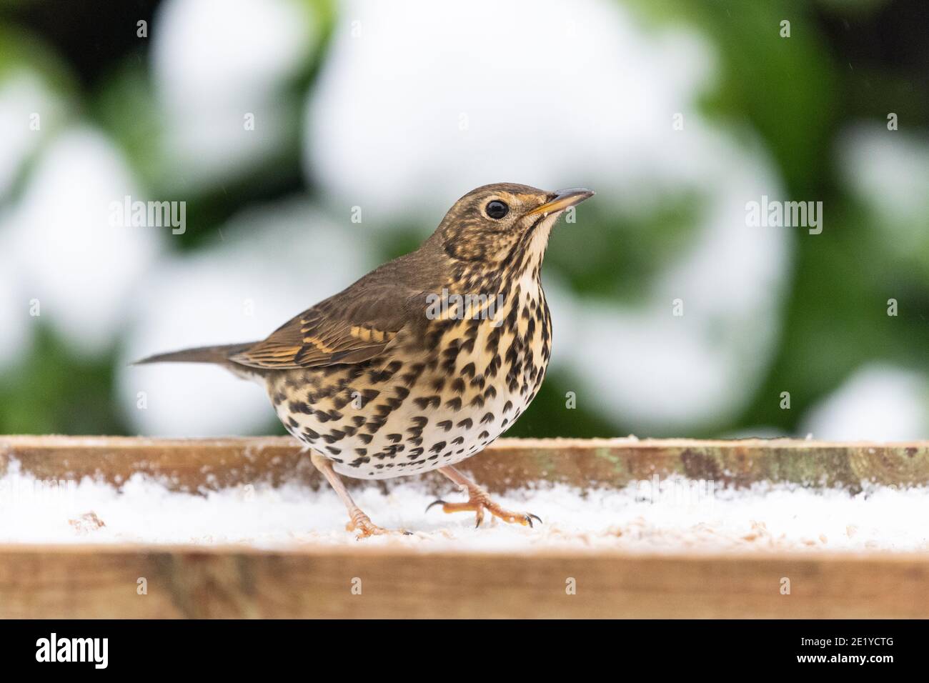 Song thrush - Turdus philomelos - sul tavolo degli uccelli in inverno - Scozia, UK Foto Stock