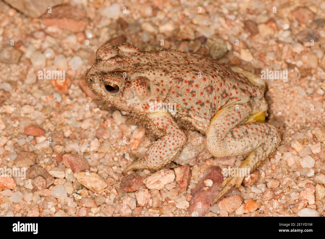 Toad a macchia rossa, Anaxyrus punctatus. Foto Stock