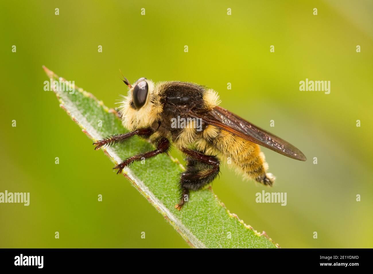 Bee Killer Robber Fly, Mallophora fautrix, Asilidae. Bumble Bee mimico. Foto Stock
