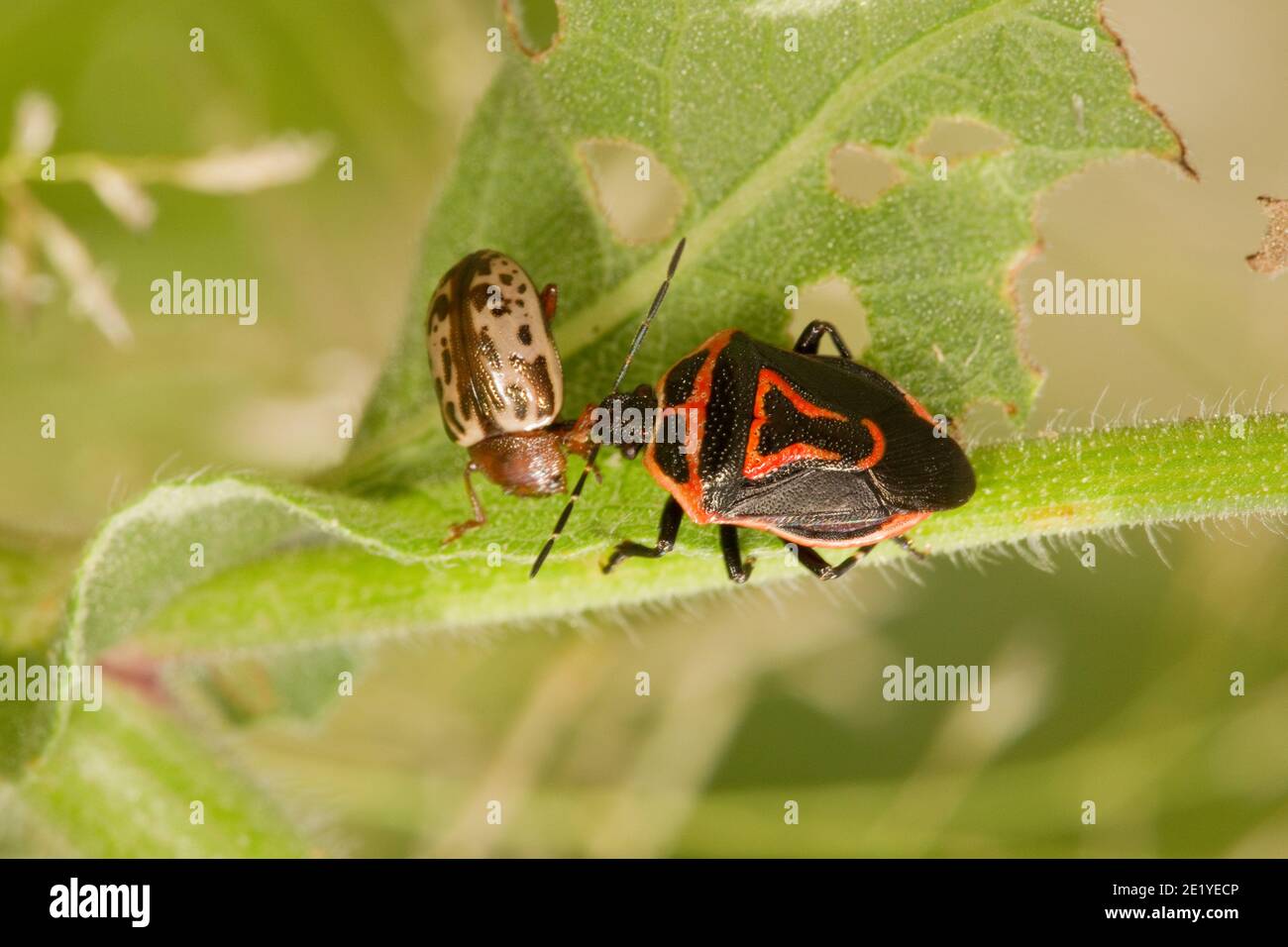 Bug di Stink a due macchie, Perillus bioculatus, Pentatomidae. Alimentazione su Beetle di foglia, Zygogramma piceicollis, Chrysomelidae. Foto Stock