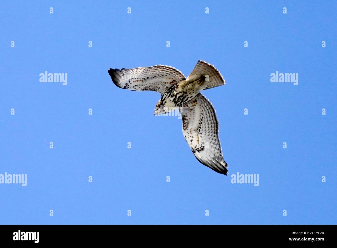Hawk dalla coda rossa che vola su un cielo invernale blu luminoso Foto Stock
