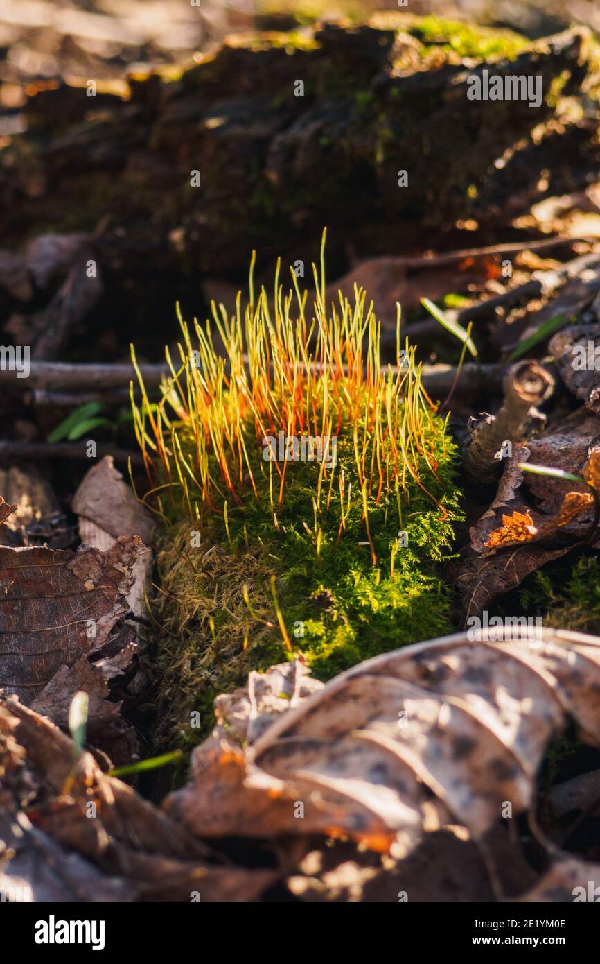 Moss Tortula muralis tra foglie secche in foresta al sole primavera giorno. Messa a fuoco selettiva, vista verticale Foto Stock