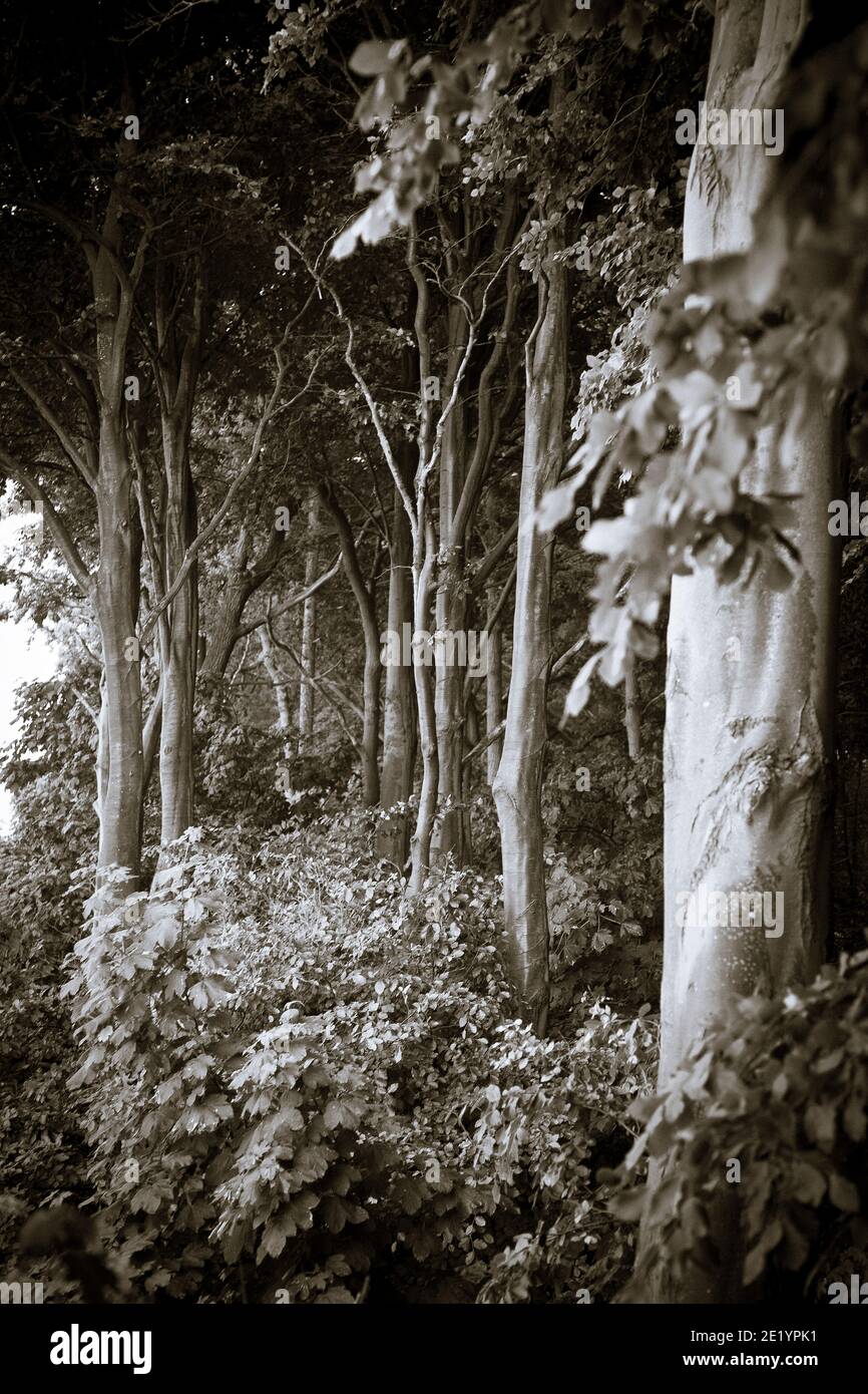 Bosco di faggi di Spooky in bianco e nero Foto Stock