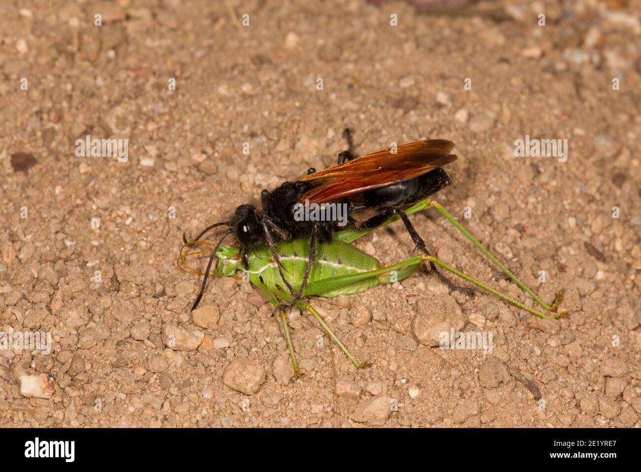 Wasp femmina con cintura a filo, Sphex tepanecus, Specidae. Con Katydid comune paralizzato di ala corta, Dichopetala brevihatata, Tettigoniidae. Foto Stock