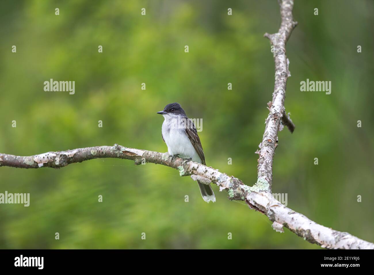 Kingbird orientale in Wisconsin settentrionale. Foto Stock