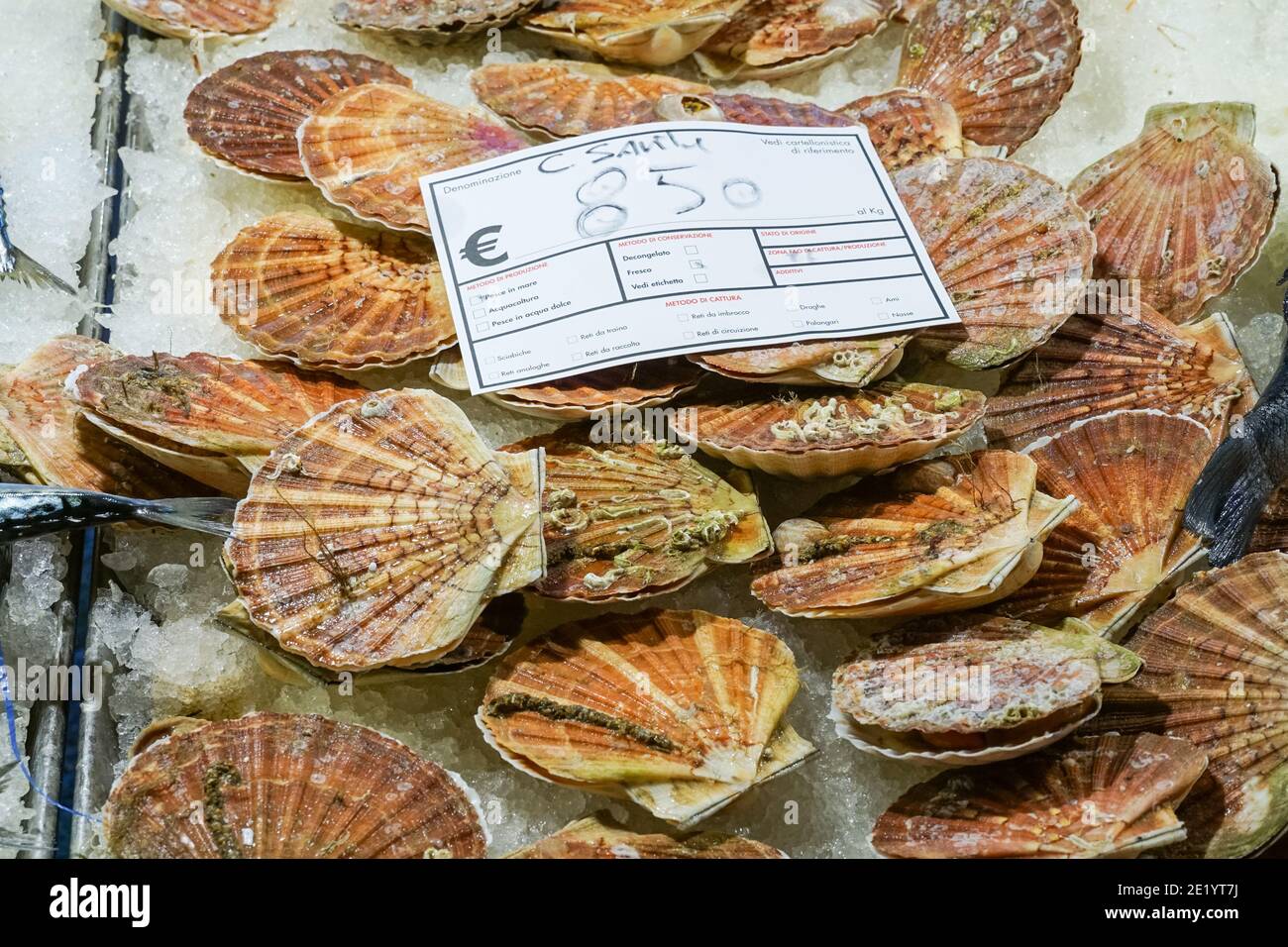 Vendita di capesante fresche mediterranee al mercato del pesce di Rialto, mercato di Rialto a Venezia Foto Stock
