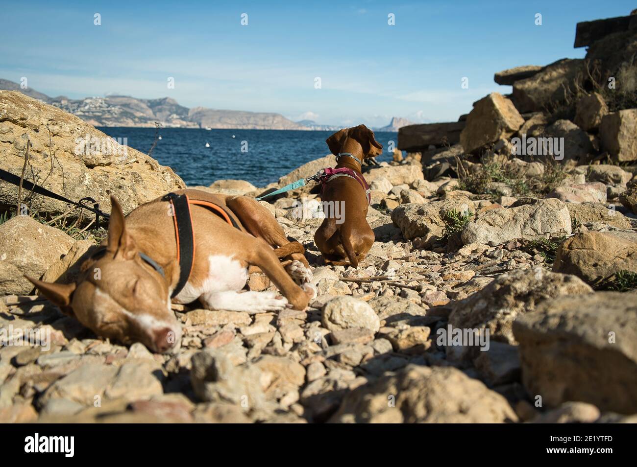 cani in una spiaggia con rocce godendo di una giornata di sole in estate. In Spagna Foto Stock