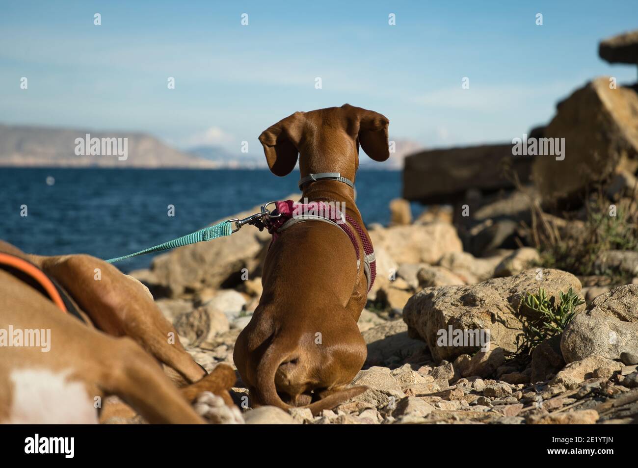 cani in una spiaggia con rocce godendo di una giornata di sole in estate. In Spagna Foto Stock