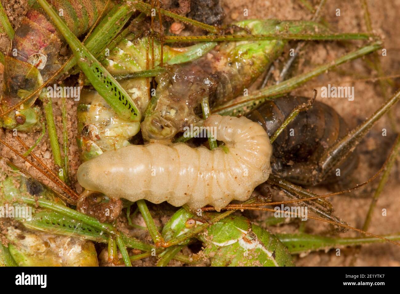 Wasp larva giorno 5, Sphex tepanecus, Specidae. Alimentazione su Katydid femmina paralizzato comune di ala corta, Dichopetala brevihastata nel nido Foto Stock