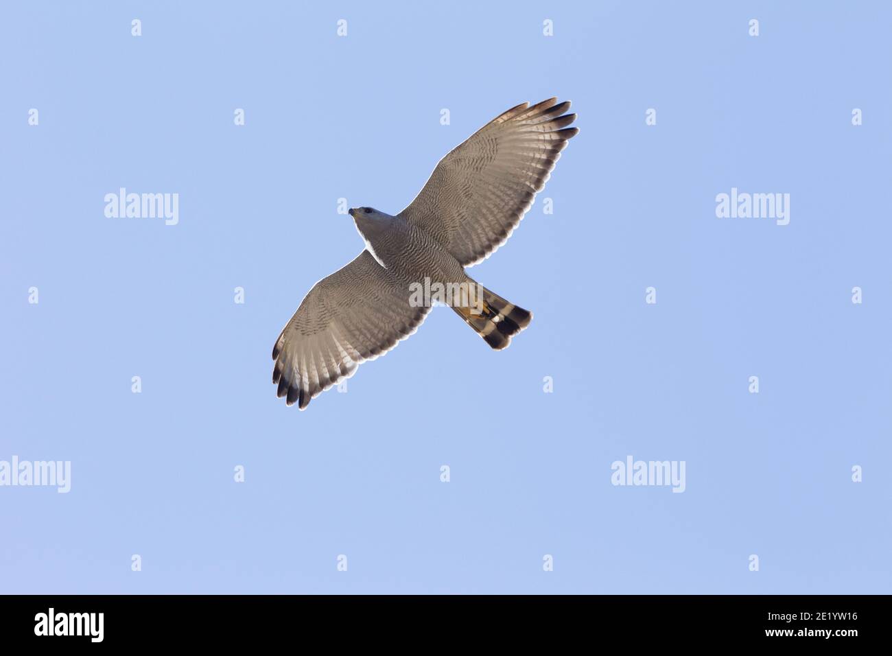 Falco grigio, Buteo plagiatus, in volo. Foto Stock