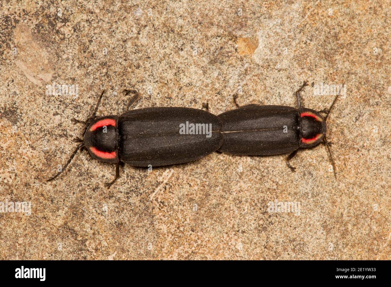 Winter Firefly femmina e maschio accoppiamento, Ellychnia corrusca, Lampyridae. Diurno. Foto Stock