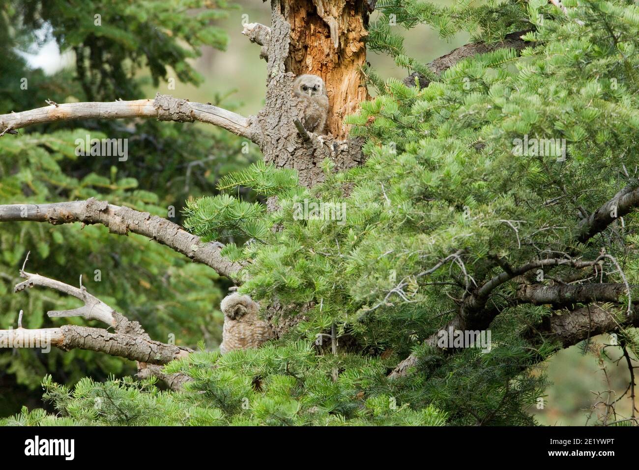 Gufo spotted messicano accoccolato e in fuga, Strix occidentalis, nel Douglas Fir Tree. Foto Stock