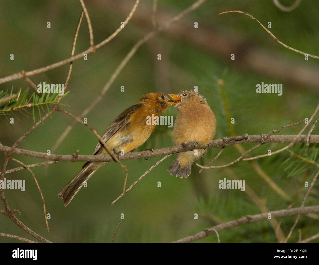 Il flycatcher di tufted che volge essendo alimentato da adulto, il phanes phaeocercus, mentre appollaiato nell'albero di Douglas Fir. Foto Stock