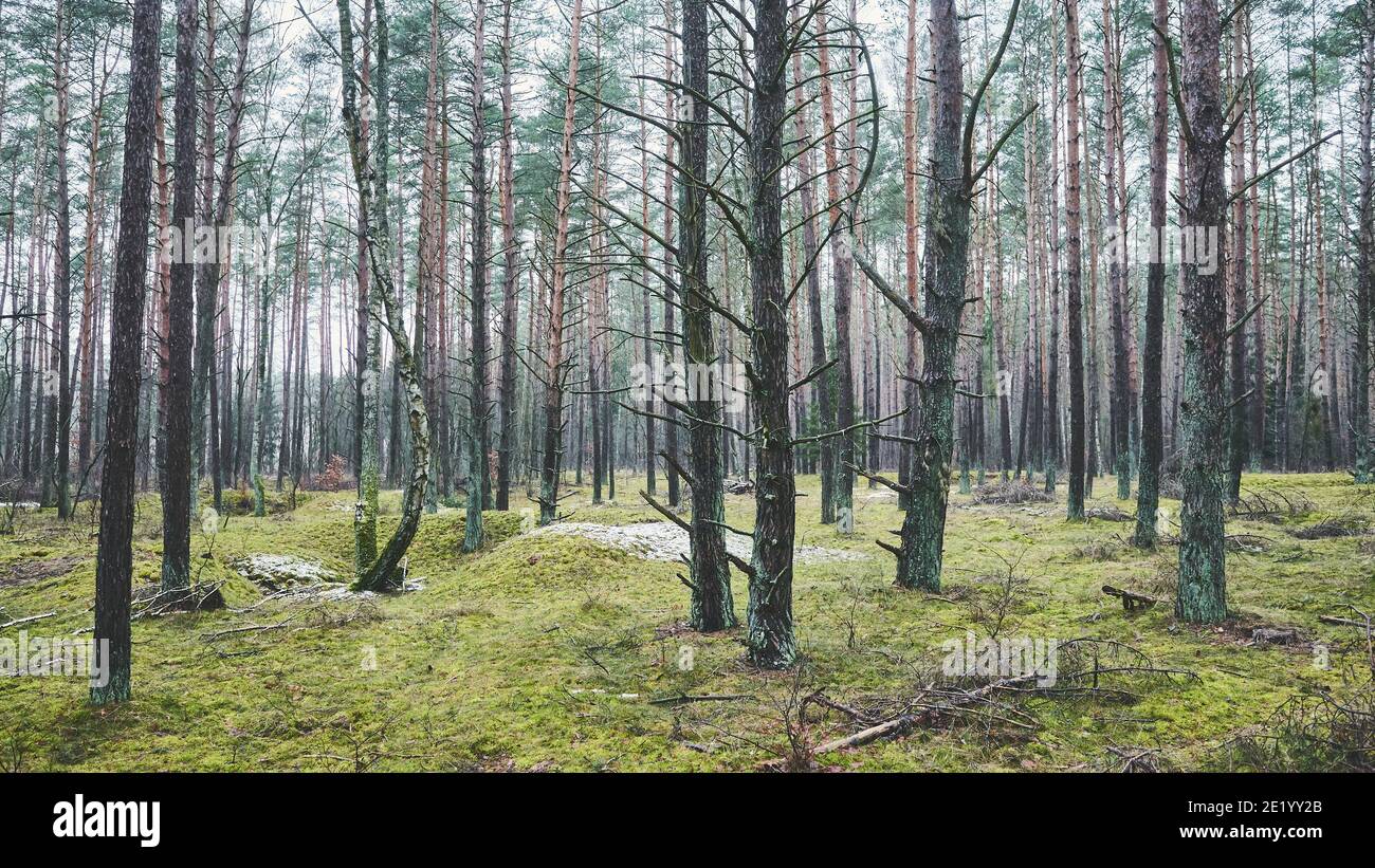 Vista panoramica di una foresta, tonalità di colore applicate. Foto Stock