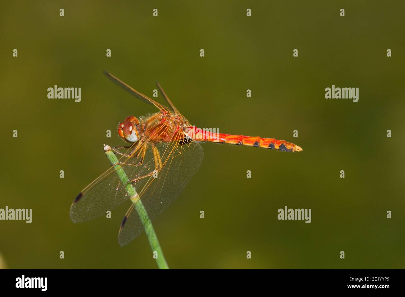 Meadowhawk Dragonfly maschio alato a punti, Sympetrum signiferum, Libellulidae. Foto Stock