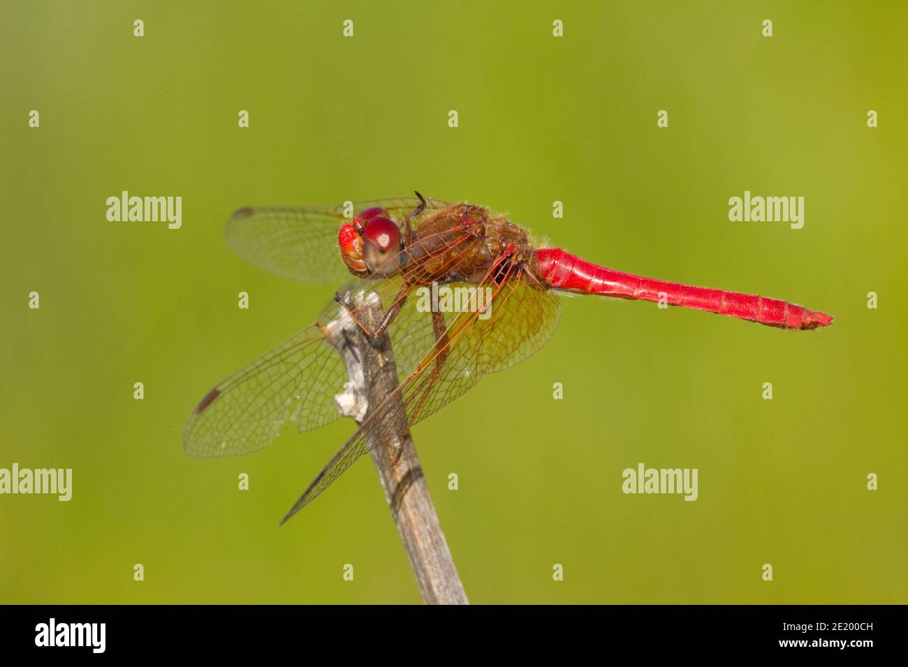 Cardinal Meadowhawk Dragonfly maschio, Sympetrum illotum, Libellulidae. Foto Stock