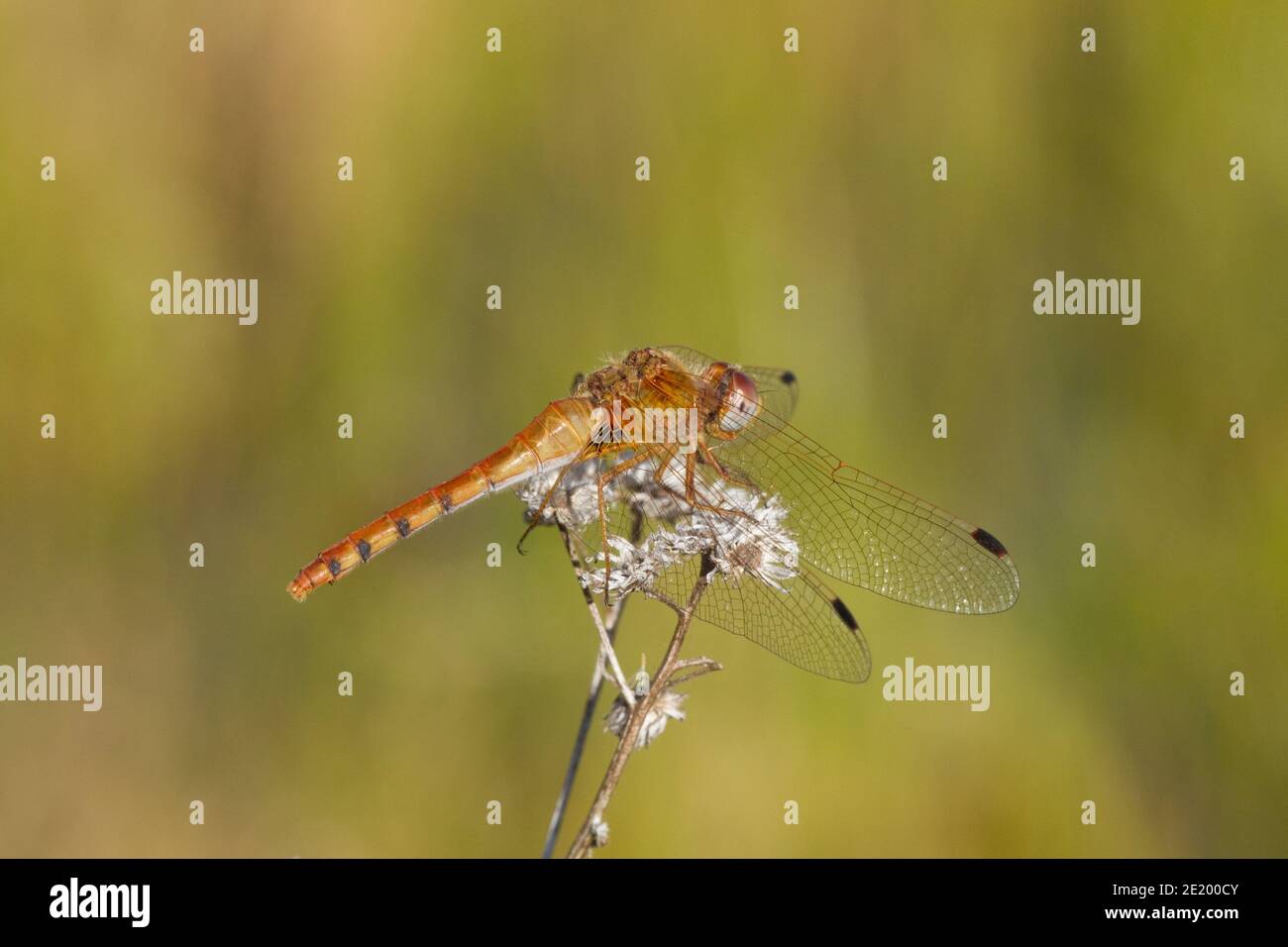 Meadowhawk Dragonfly femmina alato a punti, Sympetrum signiferum, Libellulidae. Foto Stock
