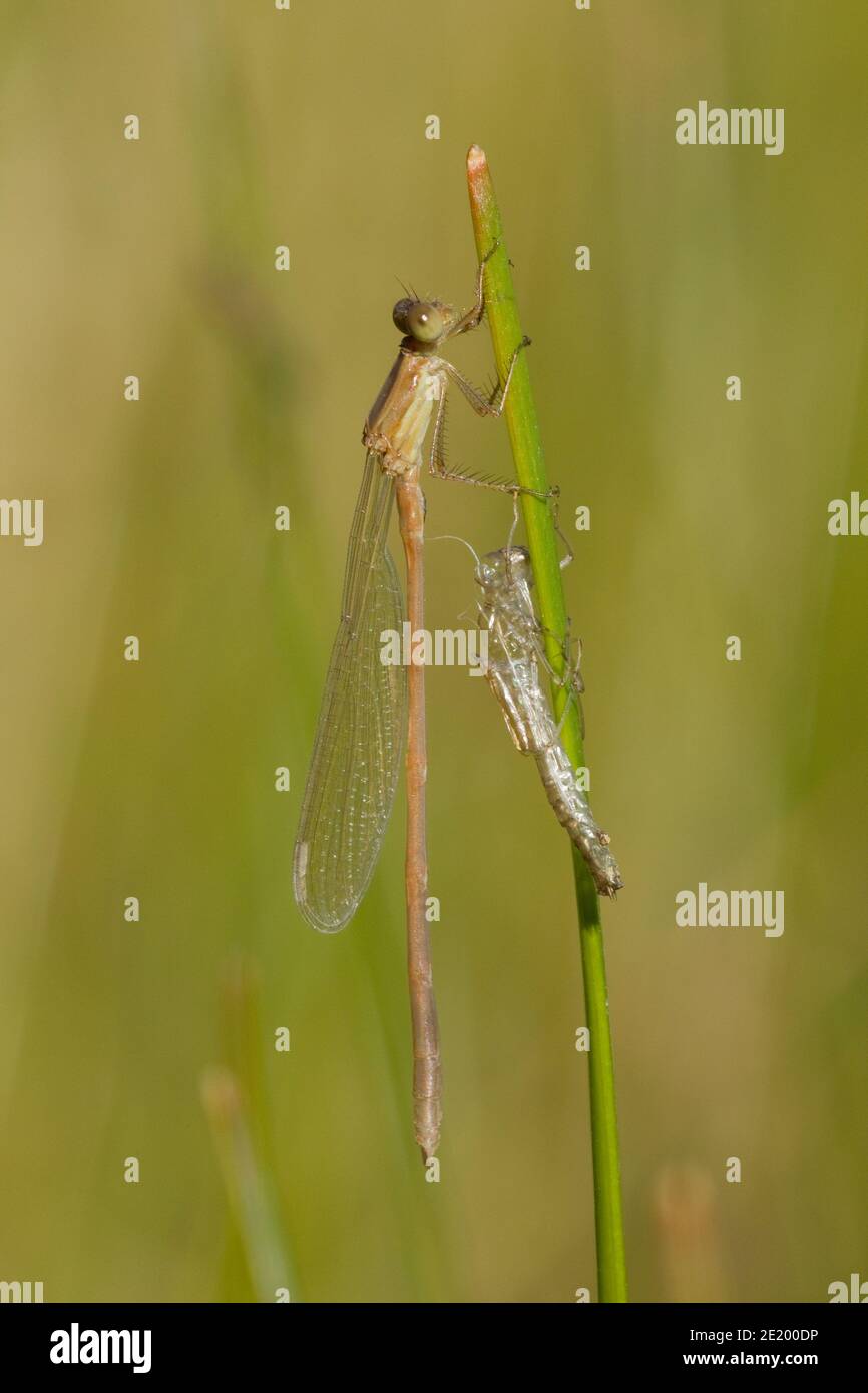 Plateau Swing Dasselfly recentemente emerso, Lestidae. Uguale a 16101002-16101008 il 10-17-16. Foto Stock