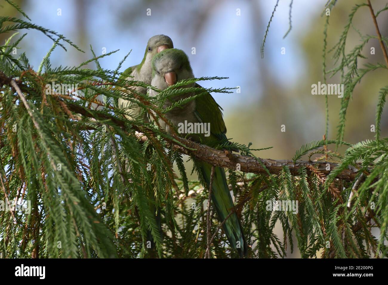 Un paio di parakeet monaco (miopsitta monachus), o pappagallo quaker, coccolati in un albero in un parco a Buenos Aires Foto Stock