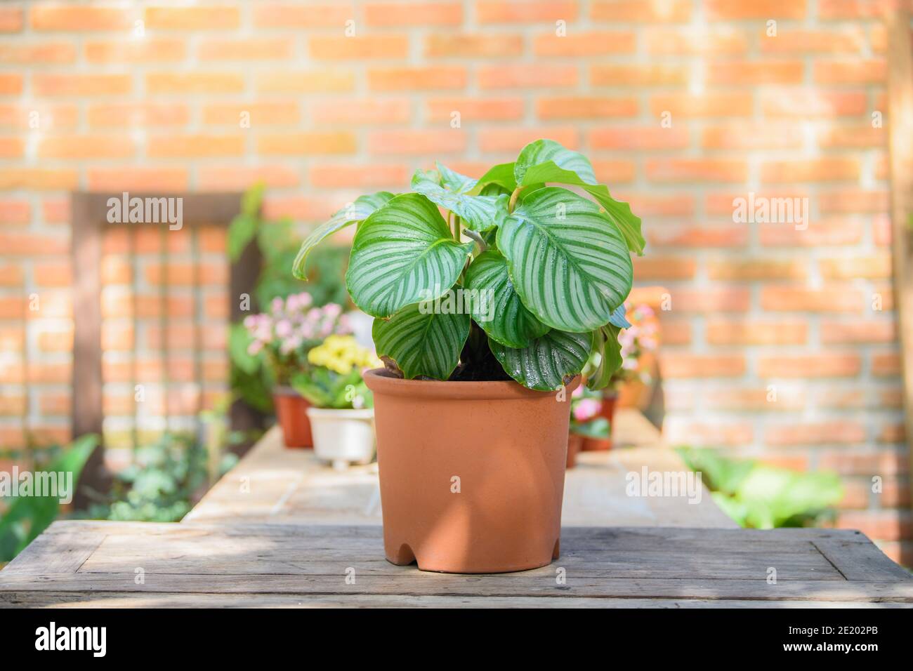 Calatea Orbifolia crescita in creta pentola per decorare su tavola in casa e Office. Foglie eautiful ornamento in pianta tropicale. Foto Stock