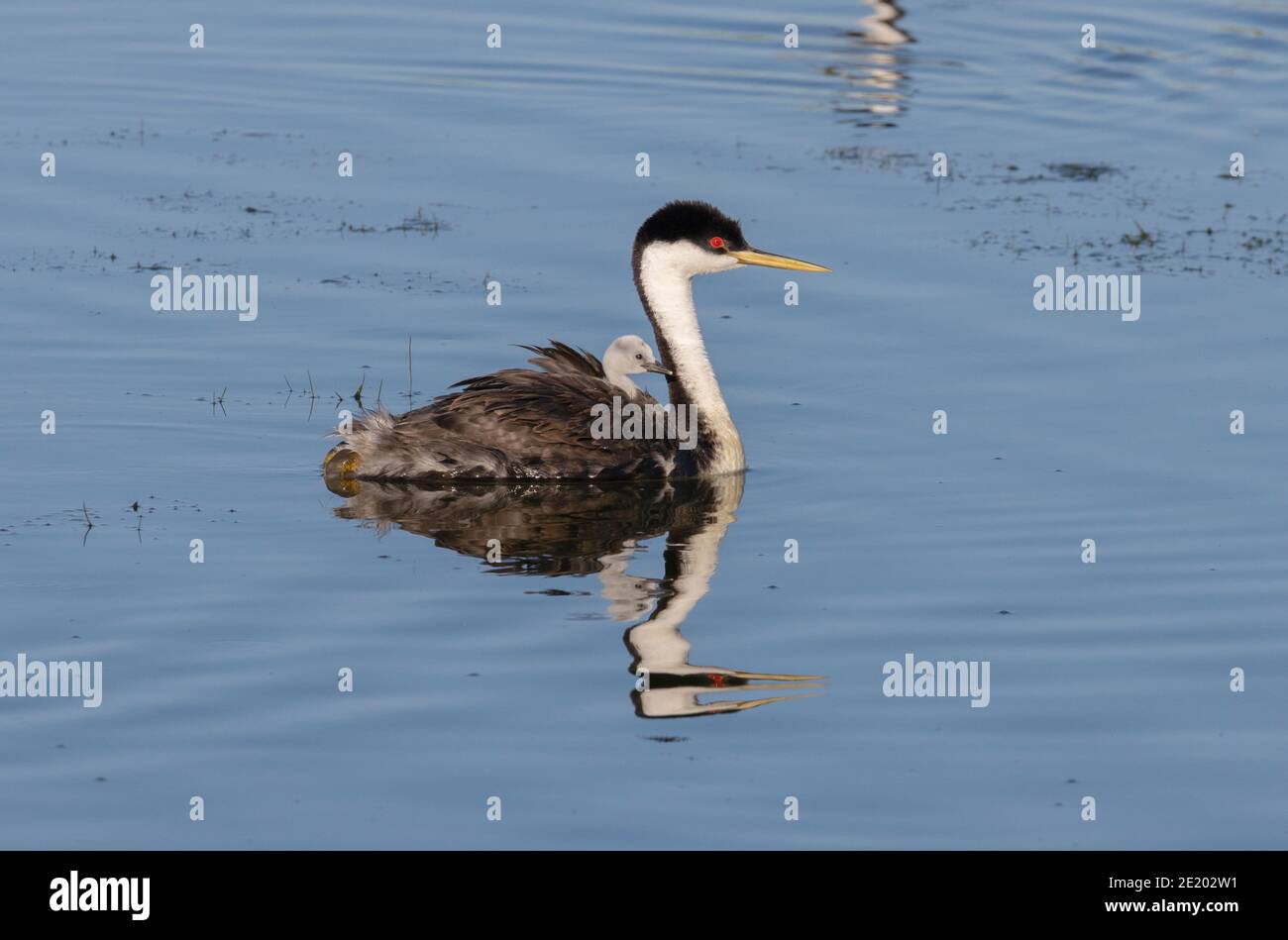 Western Grebe 12 luglio 2020 Lago di Bianchi, Dakota del Sud Foto Stock