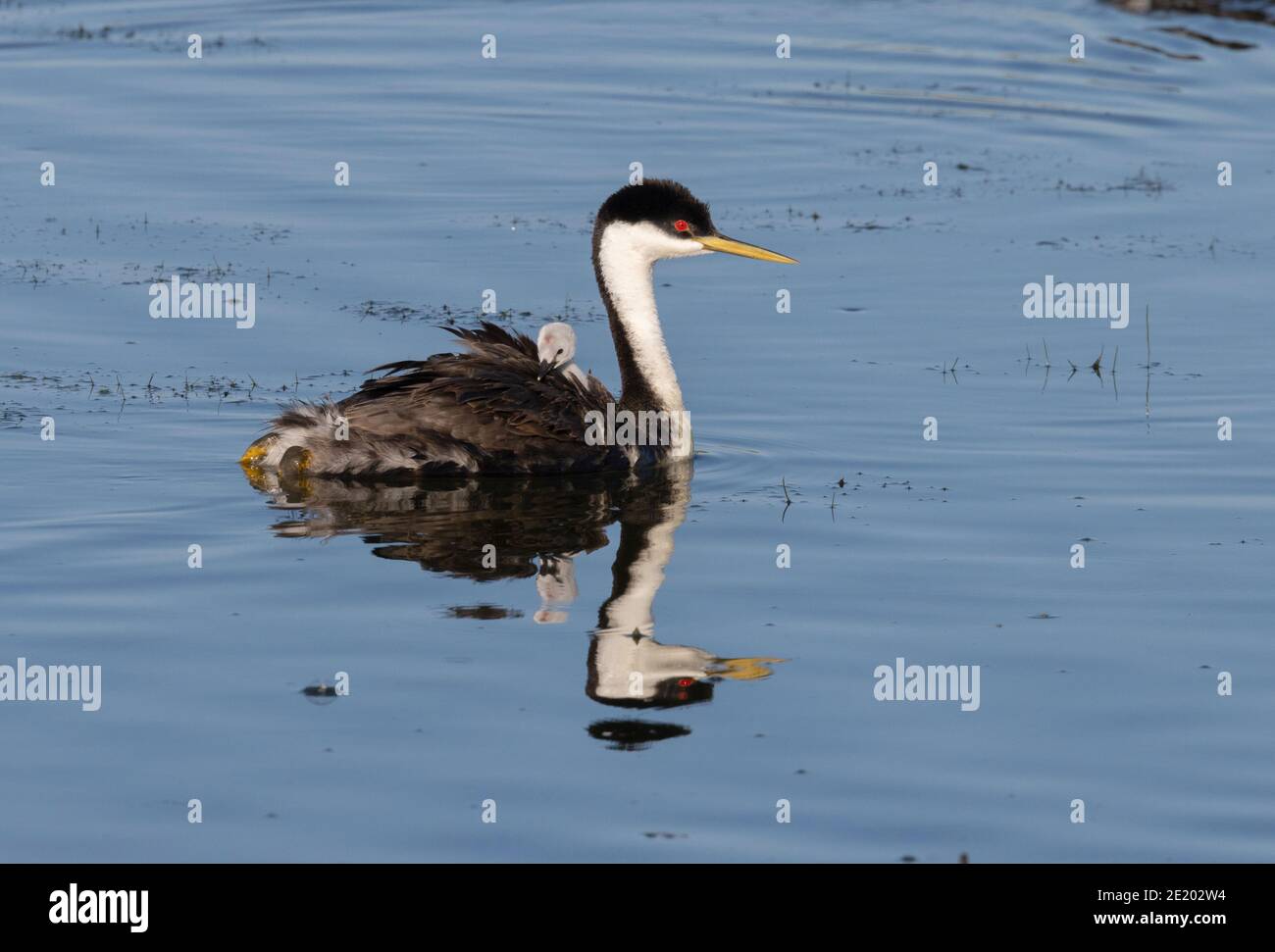 Western Grebe 12 luglio 2020 Lago di Bianchi, Dakota del Sud Foto Stock