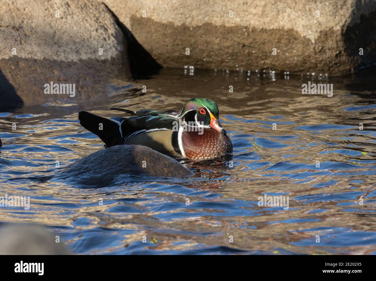 Wood Duck 15 novembre 2020 Yankton SD Foto Stock