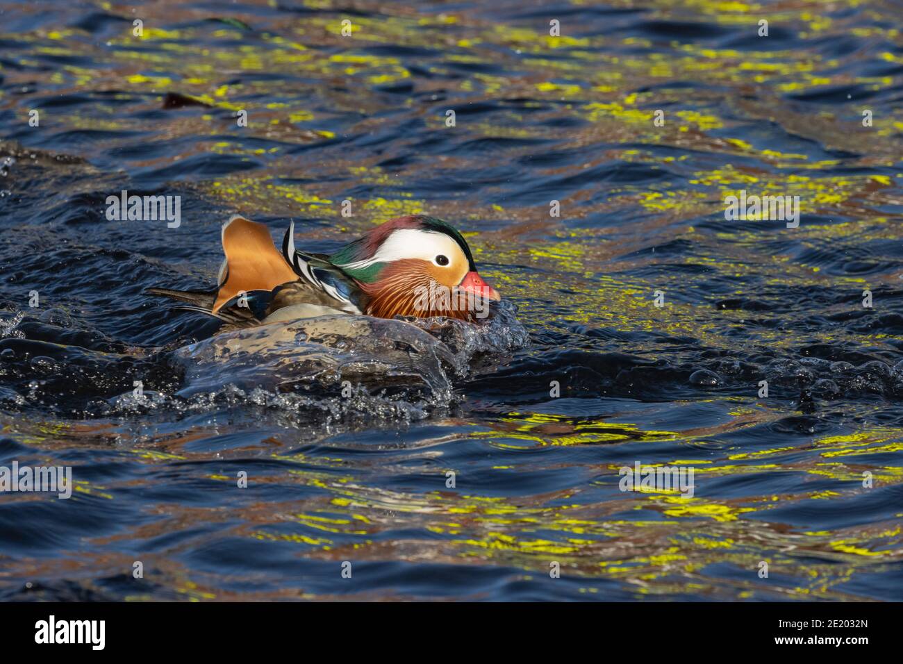 Mandarin Duck 15 novembre 2020 Yankton SD Foto Stock