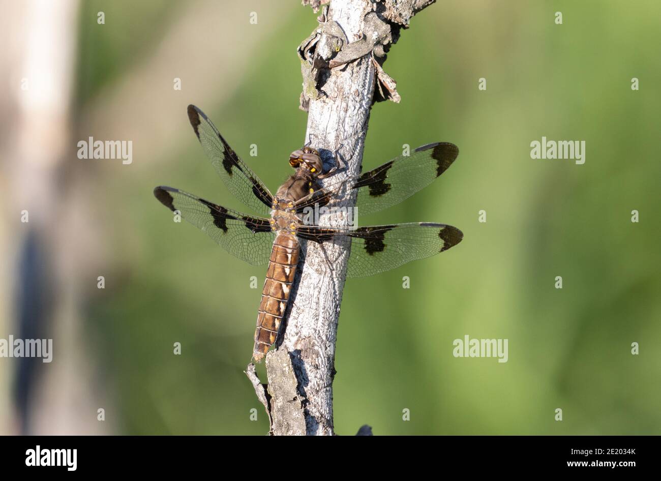 Twelve Spotted Skimmer 11 Giugno 2020 Newton Hills state Park, South Dakota Foto Stock
