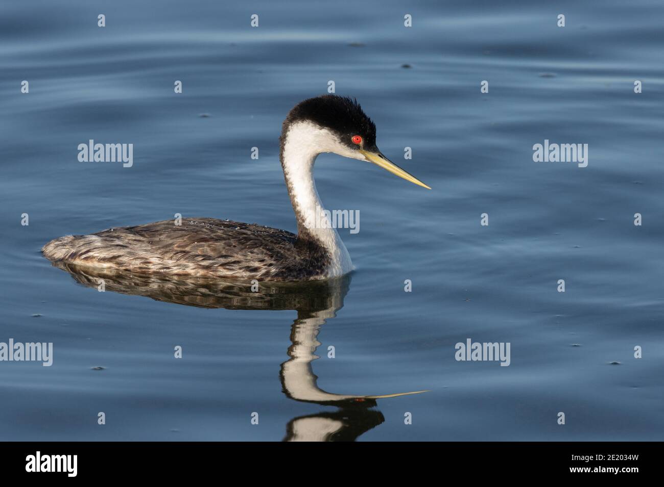 Western Grebe 12 luglio 2020 Lago di Bianchi, Dakota del Sud Foto Stock