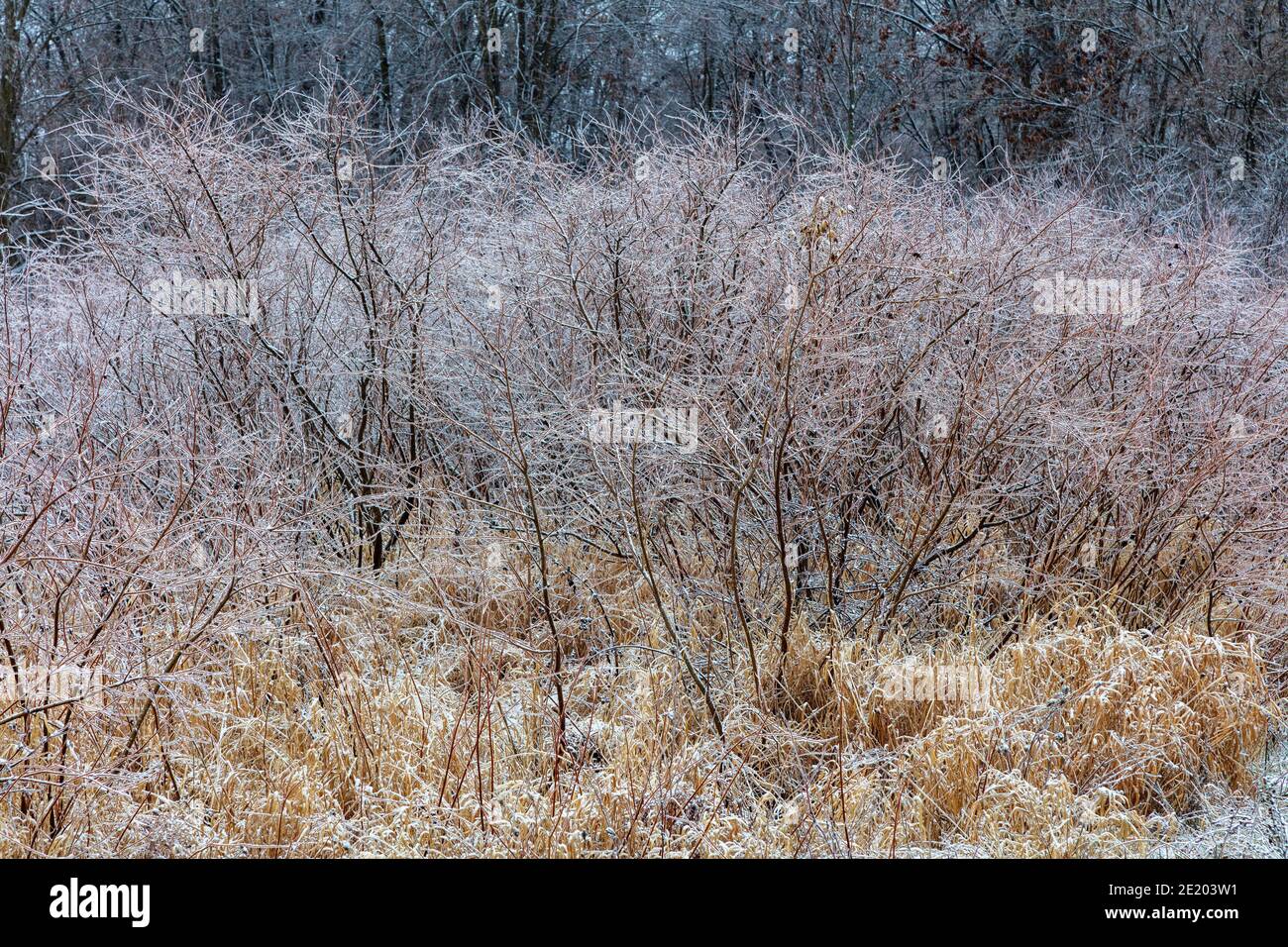 Vegetazione naturale ricoperta di ghiaccio lungo il torrente, Inverno, e USA, di James D Coppinger/Dembinsky Photo Assoc Foto Stock