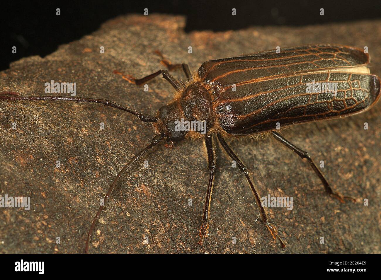 Huhu beetle immagini e fotografie stock ad alta risoluzione - Alamy