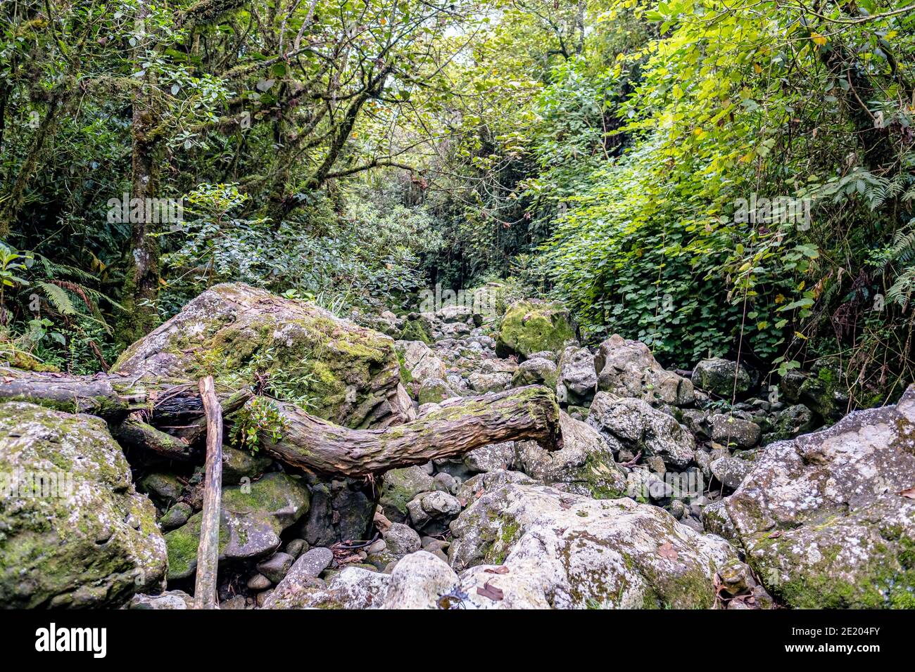 Rainforest - Parco Nazionale di Reunion Foto Stock