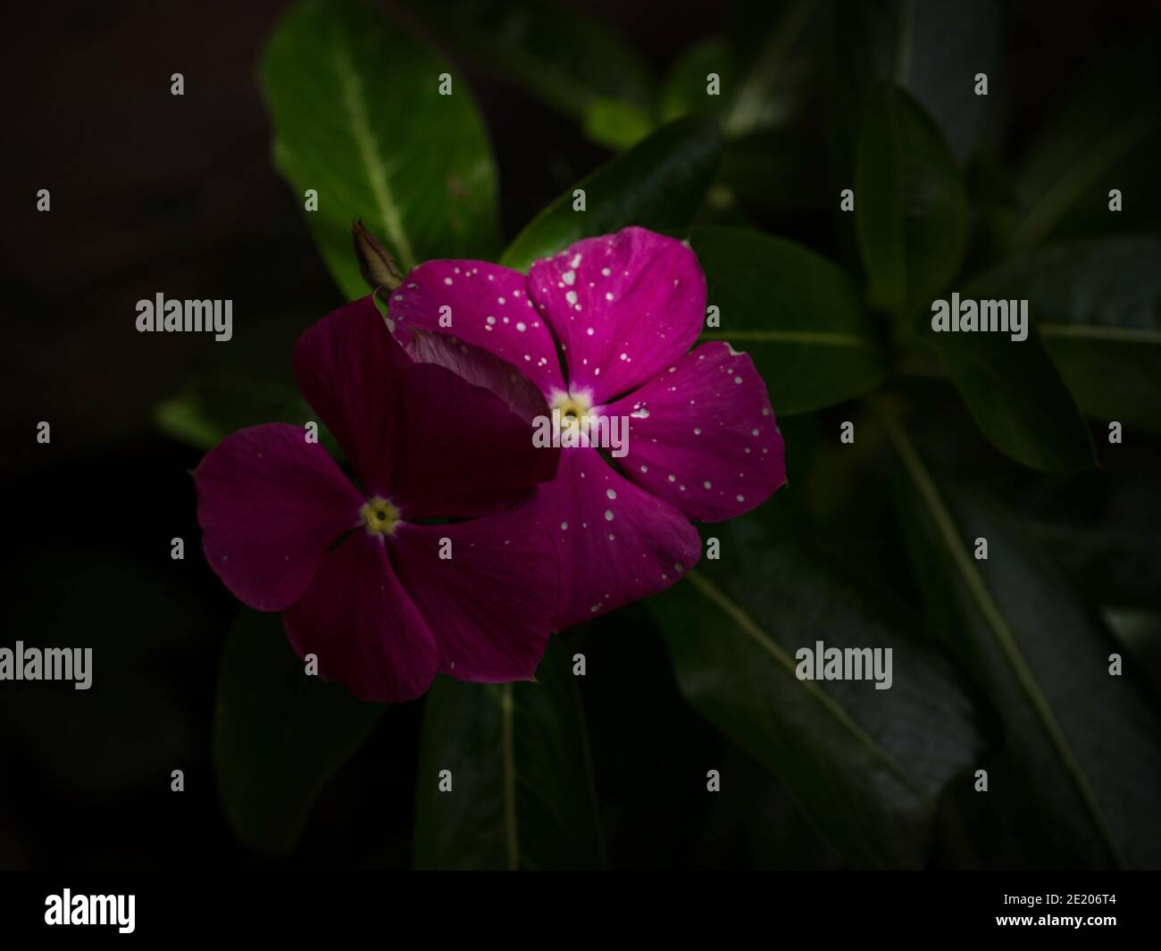 Closeup macro di rosa viola rosa Catharanthus roseus fiore pianta Pervinca con puntini bianchi sulla foresta pluviale di petali Perù Sud America Foto Stock