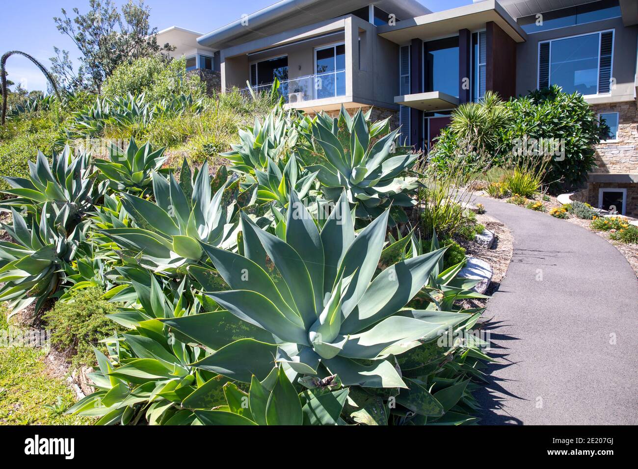Il giardino di Sydney e le piante agave attenuata crescono nella parte anteriore giardino di una casa costiera Sydney spiagge settentrionali, Australia Foto Stock