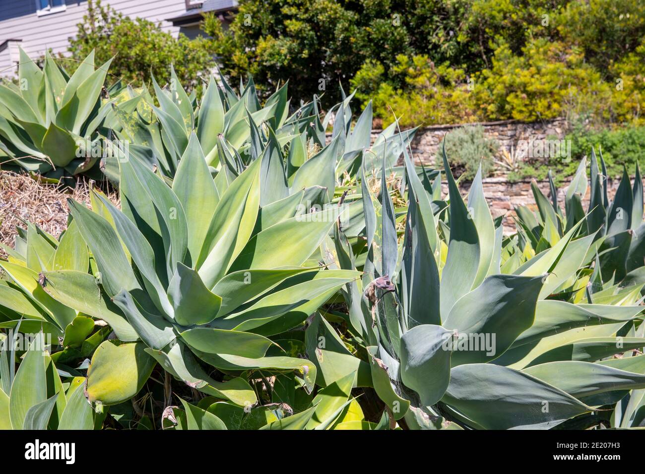 Agave attenuata piante in un giardino costiero di Sydney conosciuto anche come agave di foxtail o agave di collo di cigni o agave di coda di leoni, nativo del Messico Foto Stock