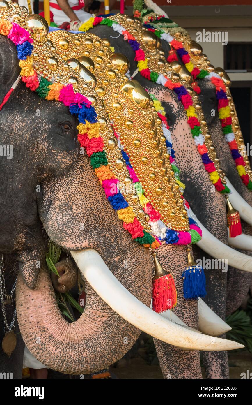 Elefanti decorati al festival del tempio di Siva, Ernakulam, Kerala, India Foto Stock