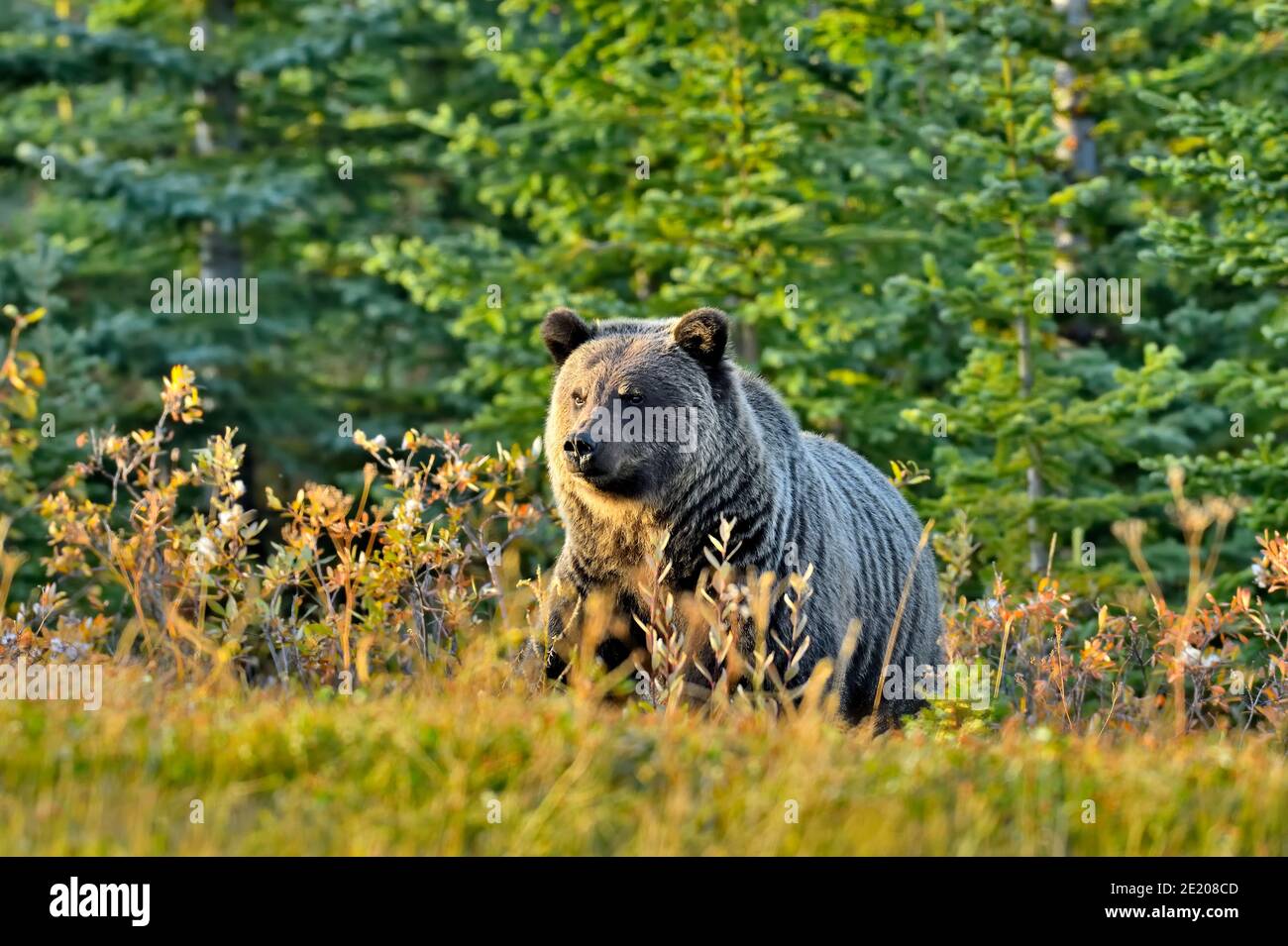 Un orso grizzly selvaggio 'Ursus arctos', che guarda su una collina nel suo habitat nella campagna Alberta Canada. Foto Stock