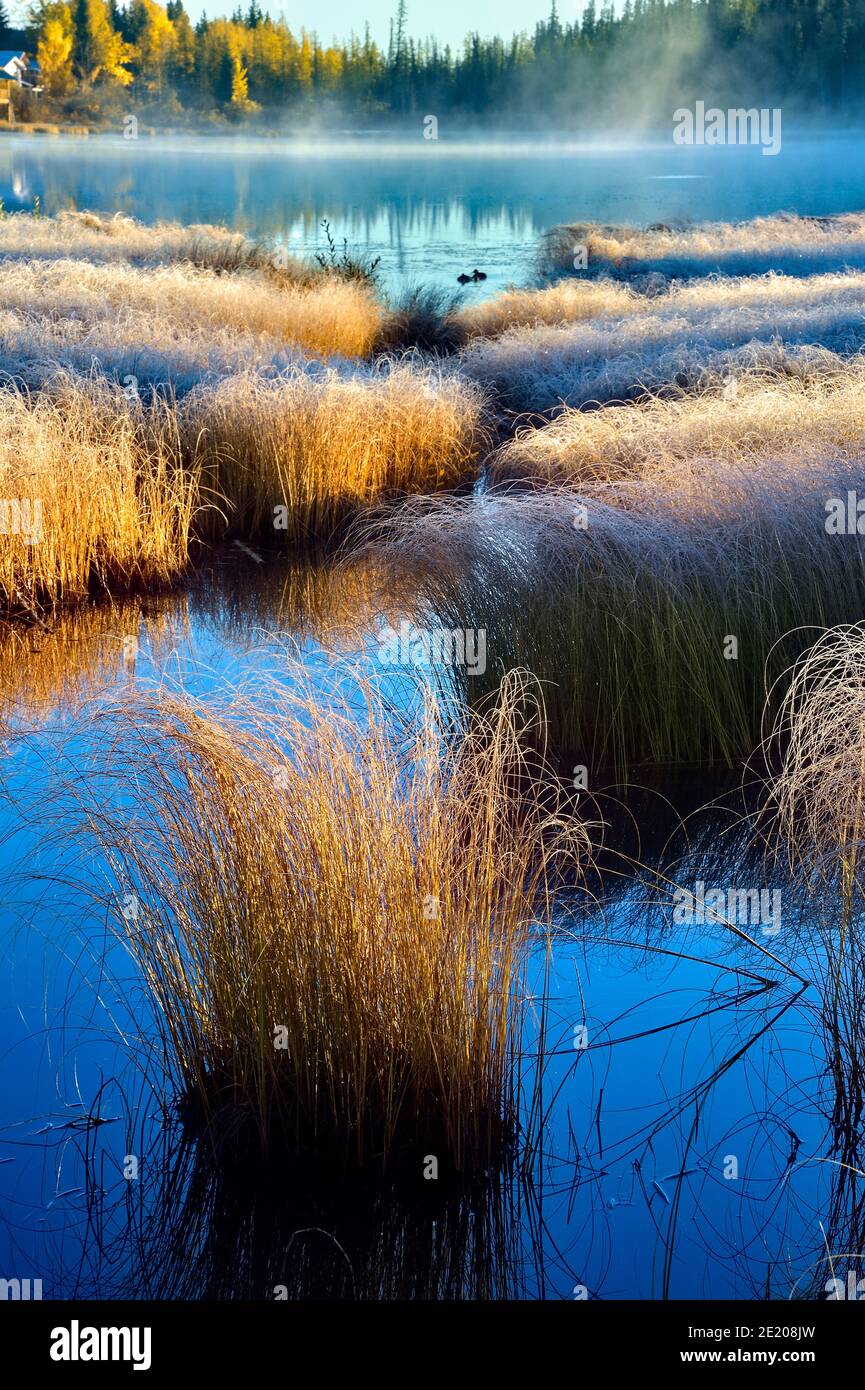Una mattina presto sul lago Maxwell in Hinton Alberta con il sole che sale e il gelo di autunno sulle erbe paludose. Foto Stock