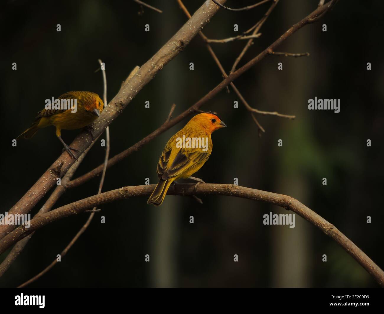 Bella grande immagine della natura composta da due giallo oro brasiliano Uccelli che siedono su un ramo asciutto. Il finch dello zafferano è Una petroliera del Sud America Foto Stock